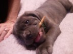 Bella as a pup